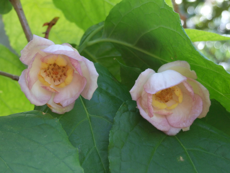 Sommergewürzstrauch ('Sinocalycantus chinensis')