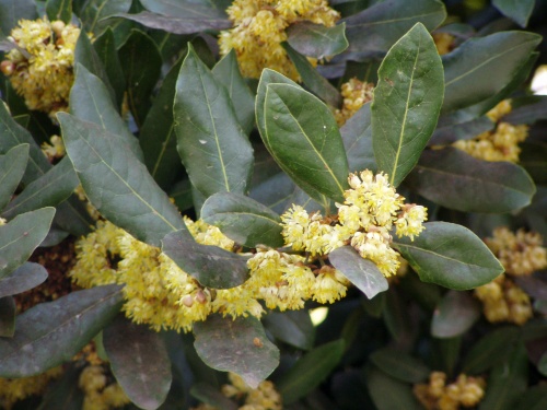 Laurus nobilis, blühender Trieb (Quelle: www.de.wikipedia.org)