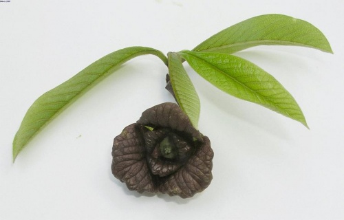 Blüte von Asimina triloba (Photo: G. Moes Späth'sche Baumschule Berlin, Dahlem)