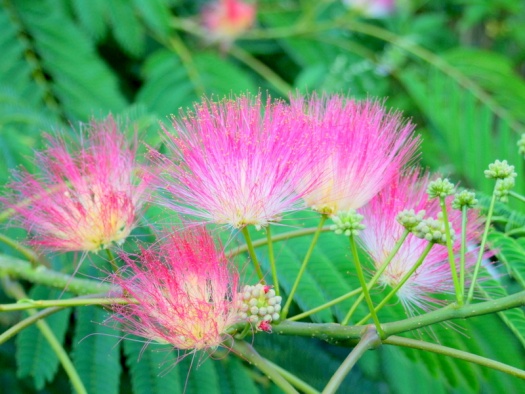 blühender Seidenbaum (Albizia julibrissin) im Garten in Schwebsingen