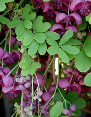 Akebia quinata flowers.JPG